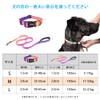 Petilet Dog Leash & Collar, Dog Collar Leash for Small,