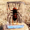 12 Pcs Real Bug Specimens Transparent Resin Science Education Classroom