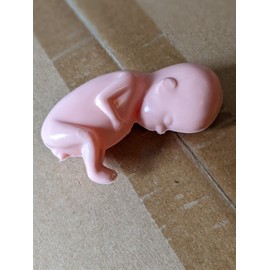 1 hard plastic model fetus, unusual medical fetal doll, abortion
