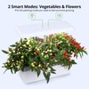 Nuoya 12 Pods Hydroponic System Grow Kit, Indoor Garden Hydroponic