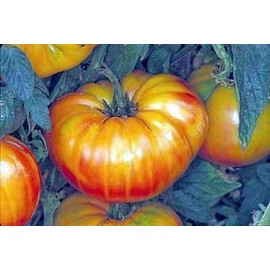 Tomato Pineapple Great Heirloom Vegetable Seeds 40 Seeds