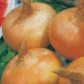 Park Seed Yellow Granex Hybrid 33 Onion Seeds, Includes 200 Seeds in a Pack