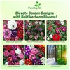 Outsidepride Mammoth Mix Verbena Seeds for Planting - 2000 Pcs.