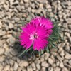 Firewitch Dianthus Plants | 30 Live Seedlings | Dianthus Gratianopolitanus