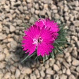 Firewitch Dianthus Plants | 30 Live Seedlings | Dianthus Gratianopolitanus Firewitch | Perfect for Vibrant Colorful Gardens | Hardy & Fragrant
