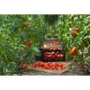 Azienda Agricola Prunotto Mariangela- Antipasto Piemontese 300 gr