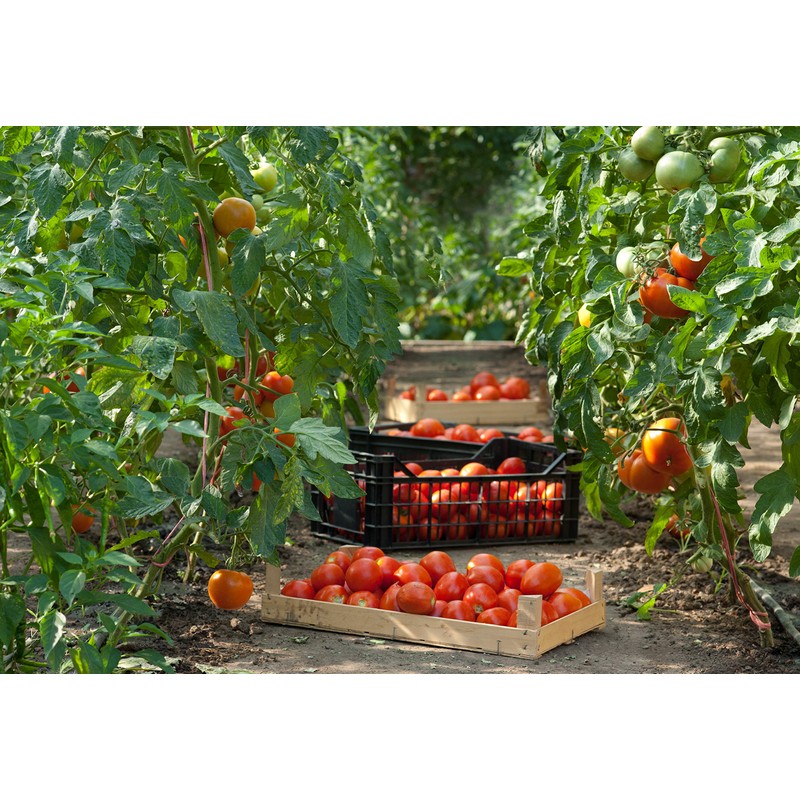 Azienda Agricola Prunotto Mariangela- Antipasto Piemontese 300 gr