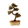 Bonsaiboy Chinese Elm Bonsai Tree - Large Curved Trunk Style