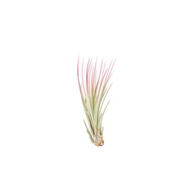 Raspberry Colorful Tillandsia Air Plants - Long Lasting Color Enhanced Live Tillandsia Succulent House Plants - Home and Garden Decor - Easy Care Indoor/Outdoor Plants (Juncea, Pack of 3)