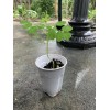 Ripkitty Moringa Oleifera (Tree of Life) Wingless Seeds Planting Nuts