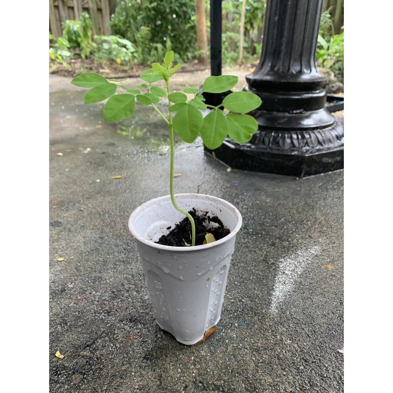 Ripkitty Moringa Oleifera (Tree of Life) Wingless Seeds Planting Nuts