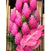 Pink Hawaiian Ginger Alpinia Purpurata Roots and Plants Kanoa Hawaii