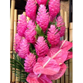 Pink Hawaiian Ginger Alpinia Purpurata Roots and Plants Kanoa Hawaii (1Pack Roots (2 Roots))