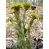 Coltsfoot Leaf - Dried Tussilago farfara Leaf C/S 100% from