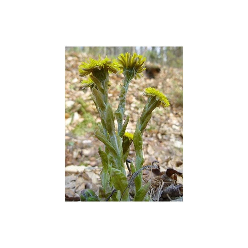 Coltsfoot Leaf - Dried Tussilago farfara Leaf C/S 100% from