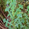 Palm Beach Medicinal Herbs - Prickly Wild Lettuce (Lactuca serriola)