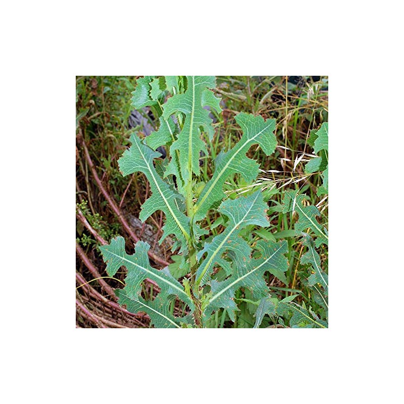 Palm Beach Medicinal Herbs - Prickly Wild Lettuce (Lactuca serriola)