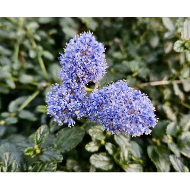 Home-Growth Blueblossom, Ceanothus Thyrsiflorus - 20 Seeds 2025 - USA