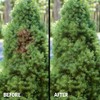Seymour RENEW Grass and Shrub (Pristine). 17 oz. Can. (Pack