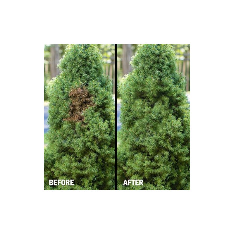 Seymour RENEW Grass and Shrub (Pristine). 17 oz. Can. (Pack