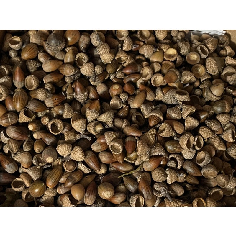 4 Lbs Pounds Acorns White & Red Oak Mix Of