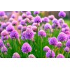 CZ Grain 200 Wild Chives Seeds for Planting - Non-GMO