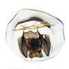 REALBUG Desk Decoration-Hanging Bat, Small Clear