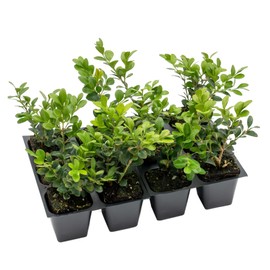 12 Winter Gem Boxwood in 2.5” Nursery Cubes (Buxus microphylla VAR. Japonica) | Evergreen Shrub for Hedges, Borders & Topiary | Ready-to-Plant Live Starter Plants