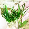Planterest - 10 x Dwarf Sagittaria Subulata Pusillus Clump Freshwater