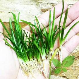 Planterest - 10 x Dwarf Sagittaria Subulata Pusillus Clump Freshwater Live Aquarium Plant BUY2GET1FREE