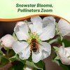 Outsidepride Snowstar Lychnis Seeds - 50000 Pcs Perennial Flower Seeds