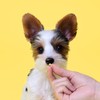 PETHROOM [FESROOM] Tiny Omega-3 100mg Triple Set for Dogs &