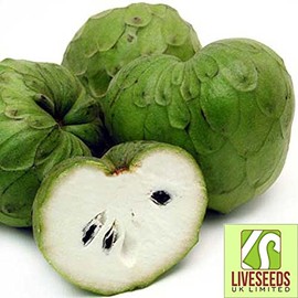Liveseeds - Sugar-Apple-anona - Annona Cherimola- The Most Delicious 5 Seeds