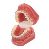 Dental Orthodontic Model 28pcs Teeth Resin Dental Teaching Teeth Model