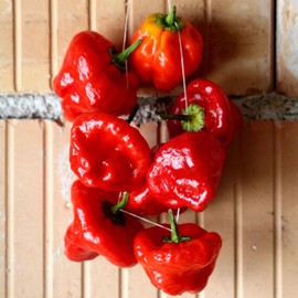 Hot Pepper Seeds - Jamaica Hot Red - 1 Ounce - Vegetable Seeds, Heirloom Seed, Open Pollinated Seed Easy to Grow & Maintain, Container Garden
