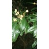 Tree Loquat Japanese Plum Organic 60 Fresh Leaves