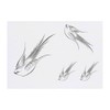 4 x 'Calligraphy Swallow' Temporary Tattoos - Water Resistant, Skin-Safe,