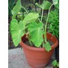 mallkerala 5 Beautiful Elephant Ear Colocasia Esculenta Tropical Plant Bulbs