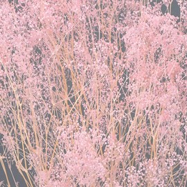 Daichi Farm DO000010-100 Preserved Flowers, Soft Mini Gypsophie Grass, Pink, Approx. L 15.7 inches (40.0 cm), 22 G Pack