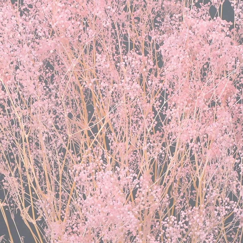 Daichi Farm DO000010-100 Preserved Flowers, Soft Mini Gypsophie Grass, Pink,
