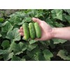 Cucumber Parisian Gherkin Seeds – Open-Pollinated | 50–55 Days to