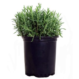 Lavandula ang. 'Hidcote' (Lavender) Perennial, lavender flowers, 1 - Size Container