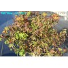 House of Bonsai Dwarf Japanese Green Maple 'Sharp's Pygmy' Pre-Bonsai
