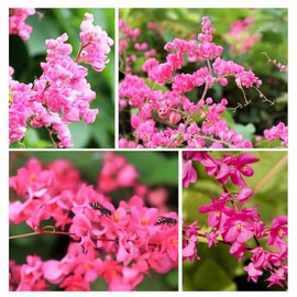 5+Pink Coral Vine Seed for Planting Outdoor-Antigonon Leptopus Seeds Ornamental Vine for Your Garden Home