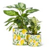 Abbott Collection Large Sunny Lemons Planter-6.5" D