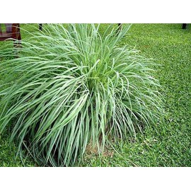 Lemongrass Plant Aromatic Rooted Starter Plant Perennial 'Citrus' Grass