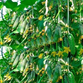 Rare Cucumber Titus F1 Seeds Pickling Mid-Early Heirloom Vegetable for Planting Non GMO 40 Seeds