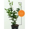 Tree Kaffir Lime Tree (Thai Lime Bush) - 12-15" Tall