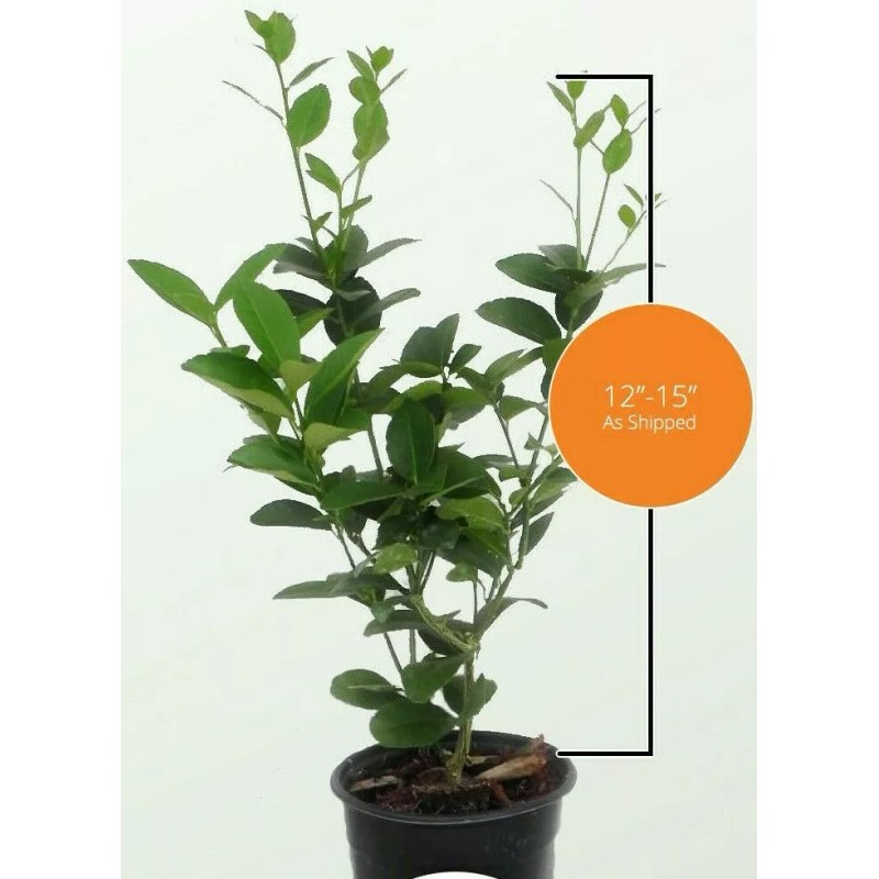 Tree Kaffir Lime Tree (Thai Lime Bush) - 12-15" Tall