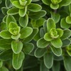 Greek Oregano (2500 Seeds)